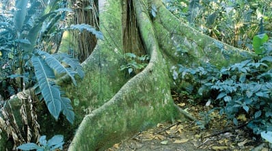 Costa Rica - guide - wildlife - life zones