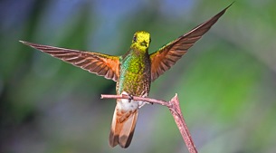 Birding by salt pools
