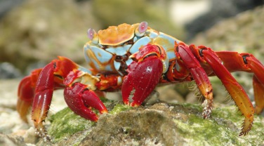 Galapagos - planning