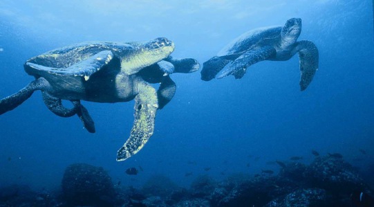 Types - honeymoons (countries)