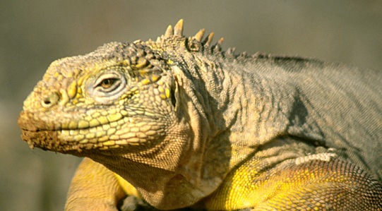 _Destinations - Wildlife encounters