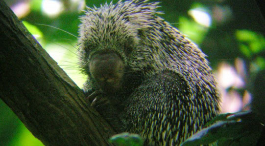 _Destinations - Wildlife encounters